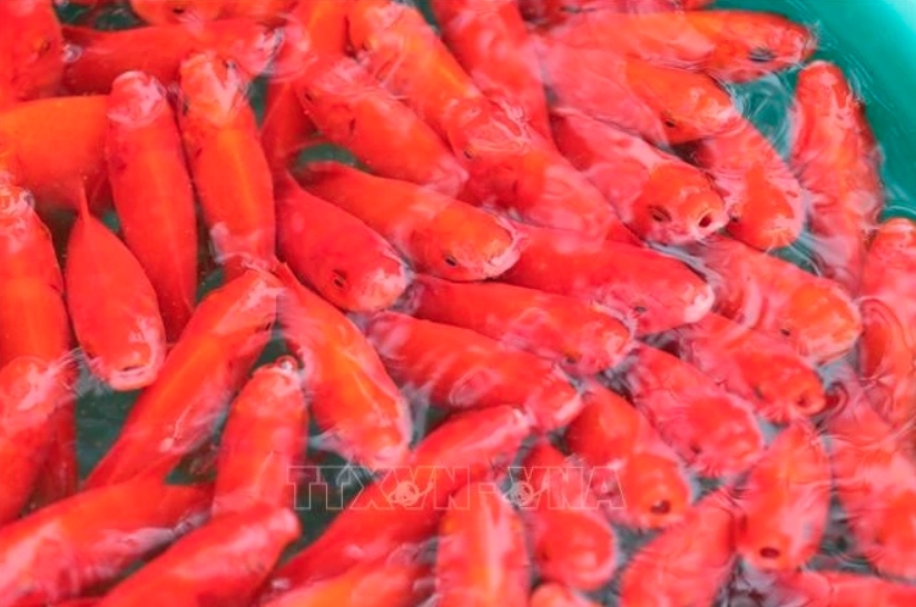 Hanoi markets bustle as residents prepare for Kitchen Gods’ Day